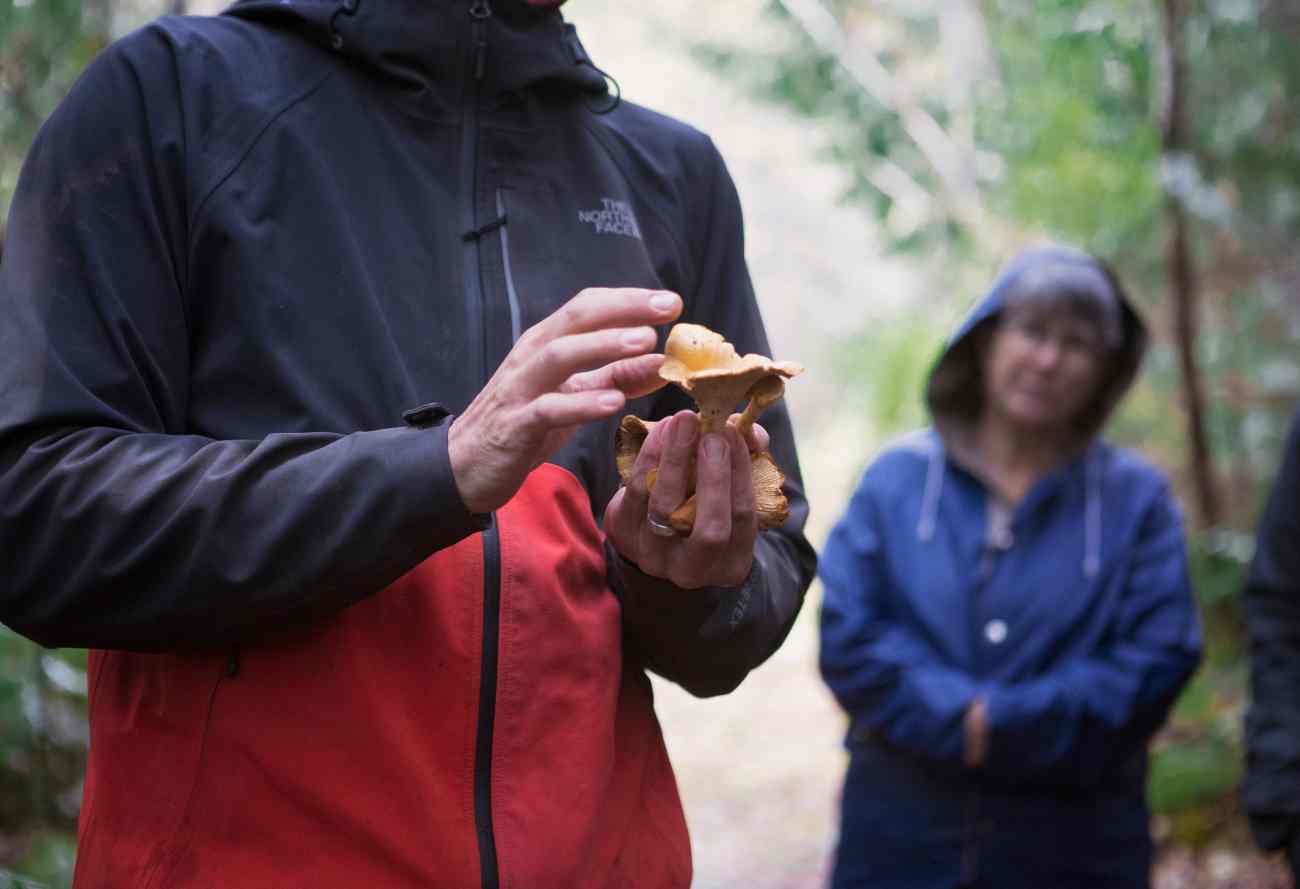 Fall - Wild Mushroom Discovery - Image 2
