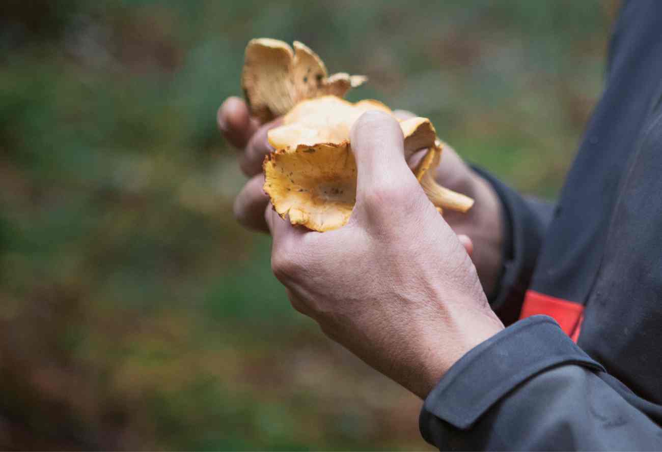 chanterelle-fall