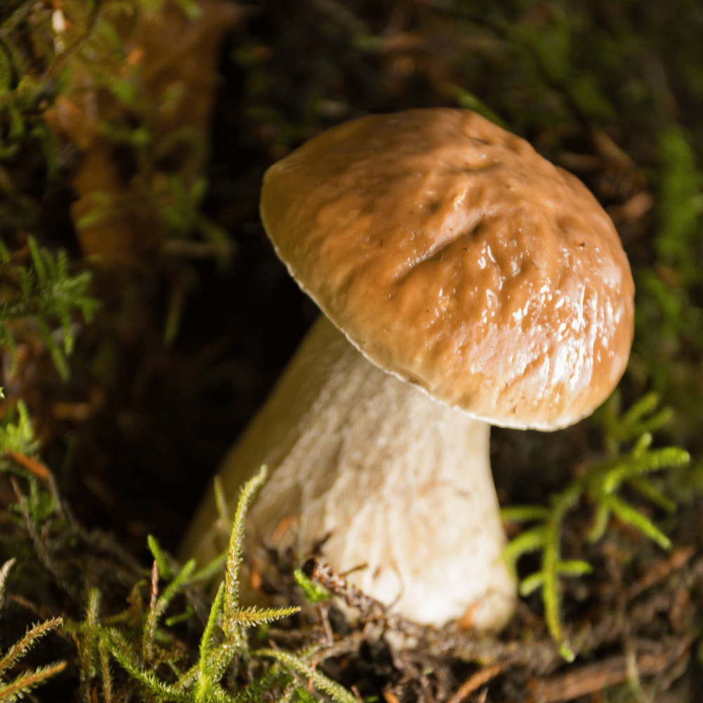 Fall - Wild Mushroom Discovery