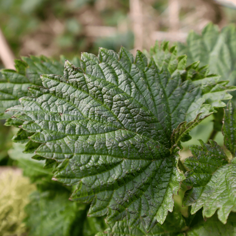 Spring -  Edible Botanical Adventure