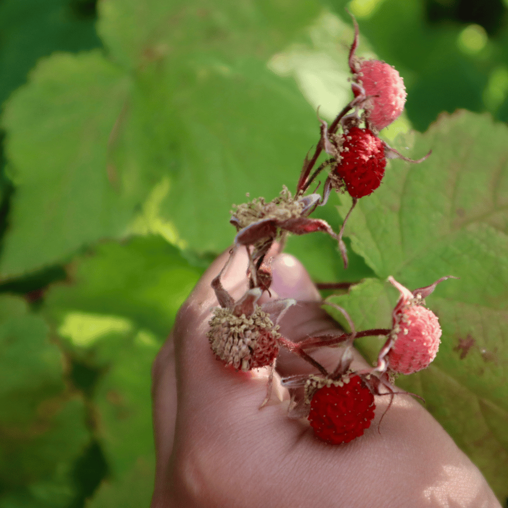 Summer - Wild Berry Bonanza